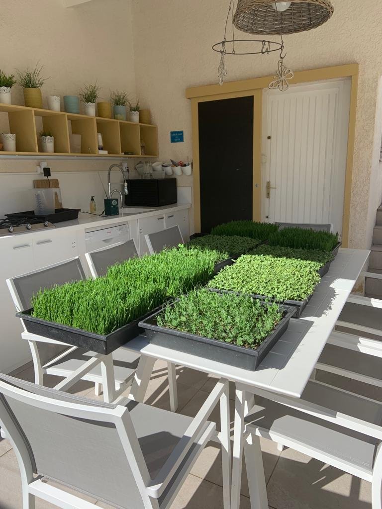 herbe de blé